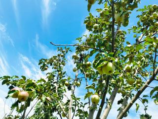 康斯特的果子熟啦！